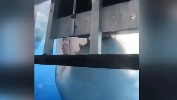 Son dakika: Köpek balığı dalış yapan 3 kadın turiste saldırdı! Korku dolu anlar kameralara böyle yansıdı