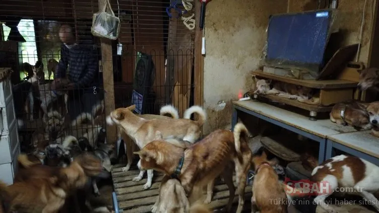 Son Dakika: 150’den fazla köpeği küçük evde toplayarak... Dehşet evinden fotoğraflar!