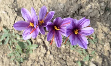 ’Kırmızı altın’ hasadı başladı!