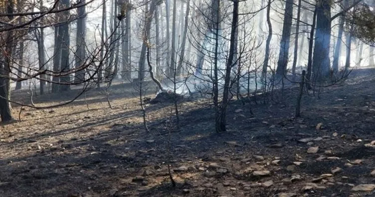 Akdağmadeni’nde orman yangını