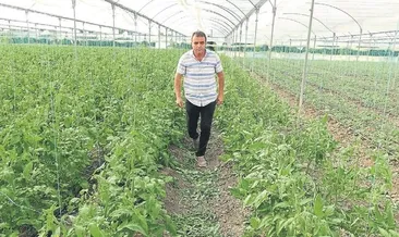 Pandemi örtü altı üretimi artırdı