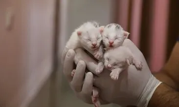 Yılın ilk yavruları dünyaya geldi! Van kedi villasından güzel haberler geldi... #van