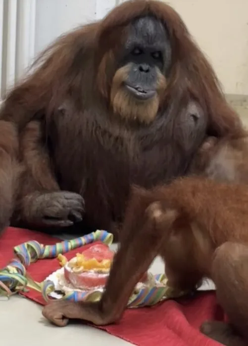 Dünyanın en yaşlı orangutanı doğum gününü kutladı! Yaşını duyanlar inanamıyor...