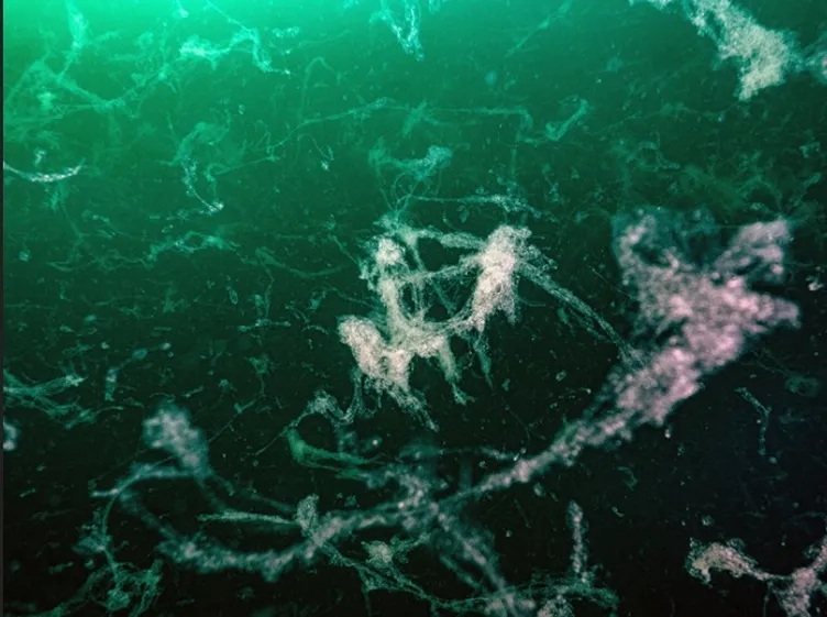 Marmara Denizi’nde korkutan durum: Müsilaj 24 metreye kadar ulaştı!