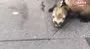 Taksim’de tasma taktığı gelincikle gezdi; görenler şaşkına döndü | Video
