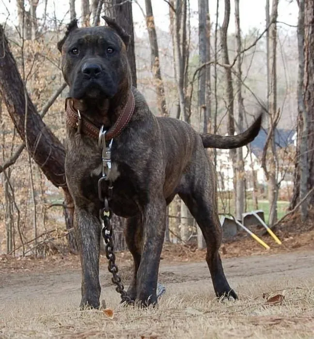 Dünyanın en güçlü 15 köpeği