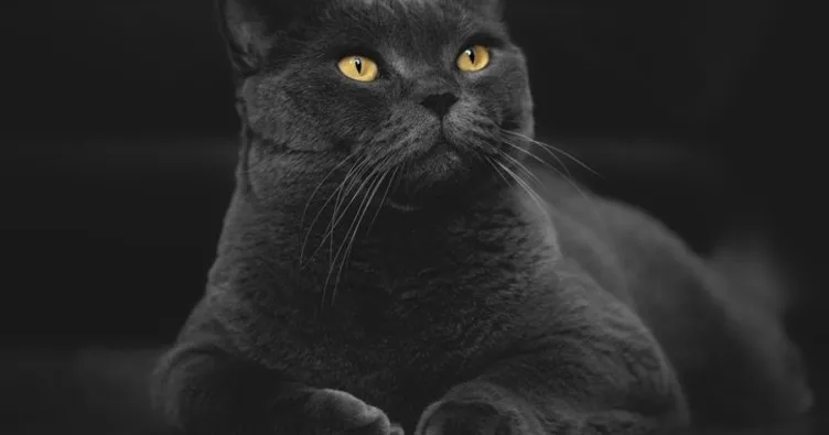 Rüyada Siyah Kedi Görmek Ne Anlama Gelir? Rüyada Siyah Yavru Kedi Görmek Anlamı Ve Yorumu