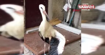 Yaralı yavru leylek tedaviye alındı