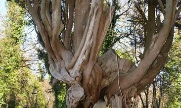 117 yıllık ağaç hayrete düşürüyor