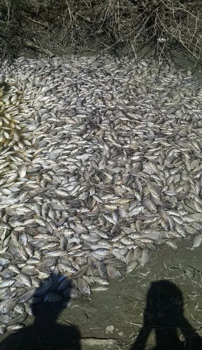 Tekirdağ’da binlerce ölü balık karaya vurdu