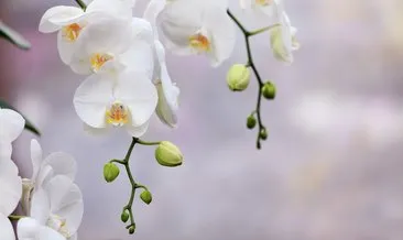 Orkide Çiçeği Anlamı: Orkide Çiçeğinin Anlamı Nedir, Neyi Simgeler, Ne Demek?