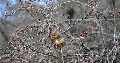 Alıç’ın faydalarını “O da biliyor