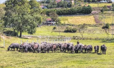 Bir başka İstanbul masalı