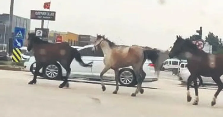 Başıboş atlar karayolunda trafiği riske attı