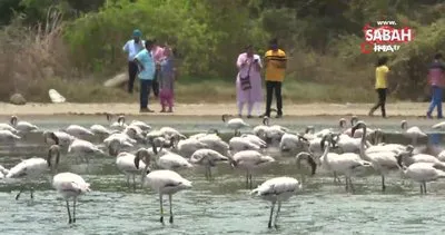 Hindistan’da Flamingo Festivali | Video