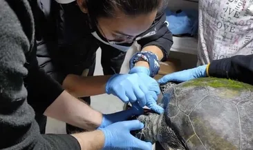 ’Berg’ isimli deniz kaplumbağası öldü