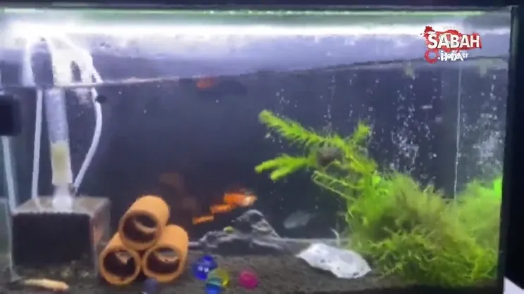 Japonya'da 6.1 büyüklüğünde deprem | Video