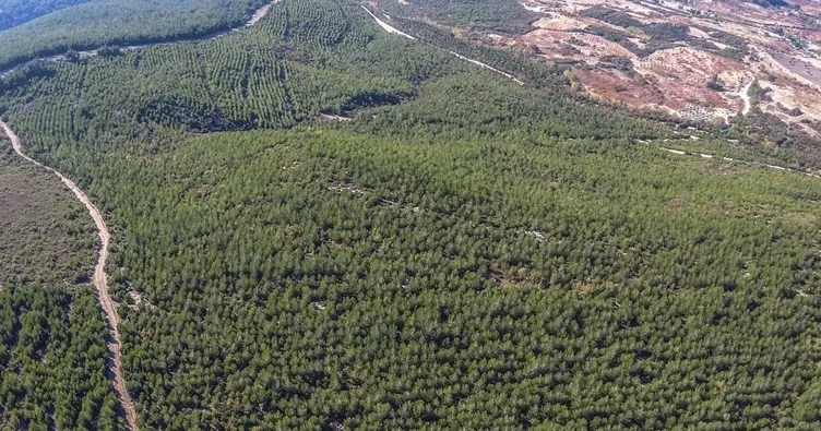 Yakaköy ormanları yeniden yeşerdi