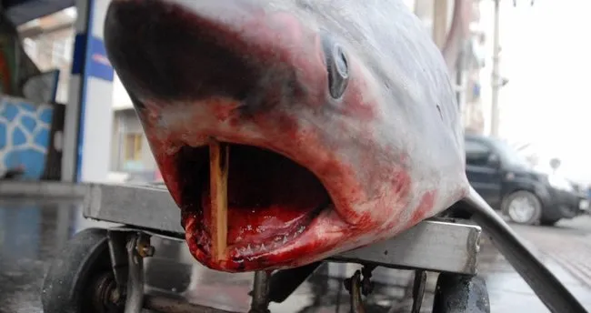 200 kiloluk köpekbalığı Diyarbakır’a getirildi
