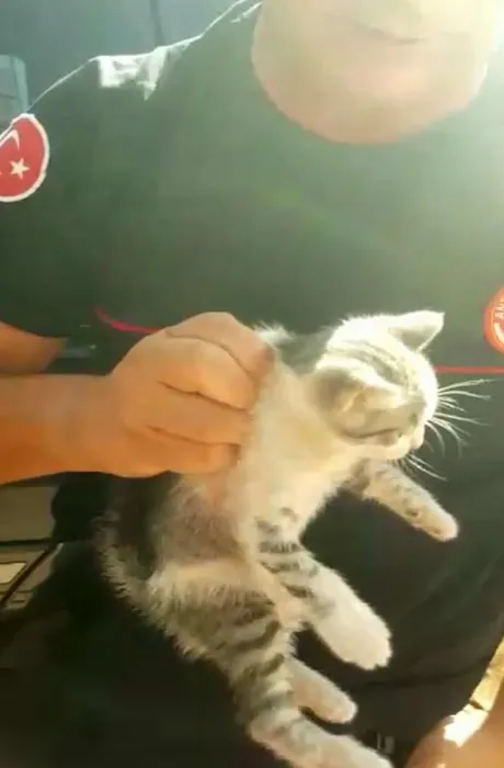 Sanatçı Sümer Ezgü’nün otomobilinin motoruna giren kedi yavrusu, itfaiye ekiplerince çıkarıldı