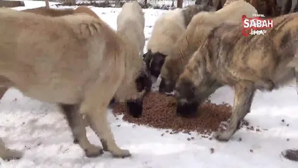 Soğuk kış günlerinde sokak hayvanları unutulmadı | Video