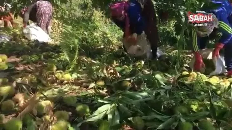 Kestanenin anavatanında hasat başladı | Video