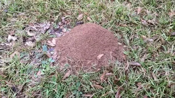 Karınca yuvasına alüminyum dökülünce ortaya çıkan sonuç şaşırttı