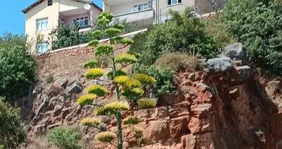 Kocaeli'de nadir görülen agave bitkisi çiçek açtı: Doğanın mucizesi #kocaeli