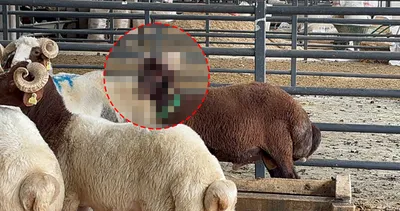 Gören bir daha bakıyor! Annesinde 6 kendisinde 5 tane var: Fiyatı servet değerinde…