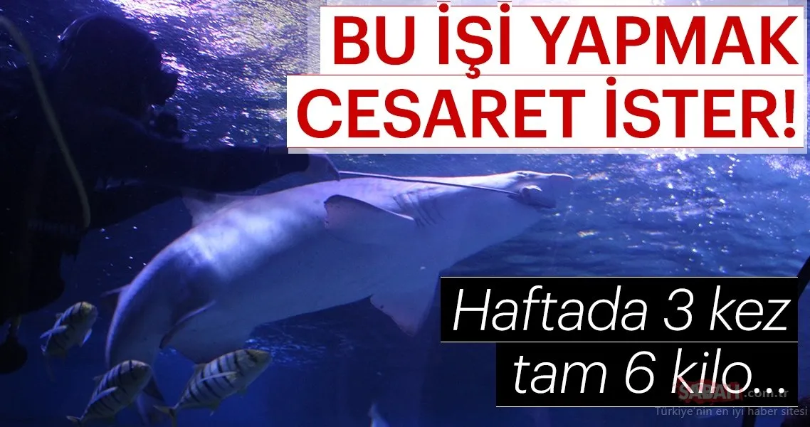 En tehlikeli görev! Köpek balıklarını elleriyle besliyorlar… Son