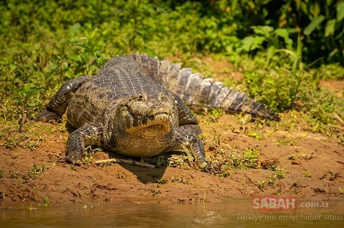 Tam 40 tane timsahın arasında kaldı! Yaşlı adamı diri diri yuttular, geriye sadece terliği kaldı…