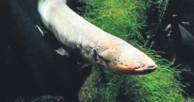 sabah