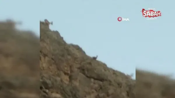Koruma altındaki dağ keçileri, tarihi ilçede böyle görüntülendi | Video