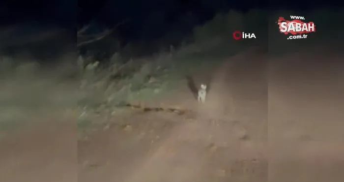 İnatçı tavşan arkasındaki araca dakikalarca yol vermedi | Video