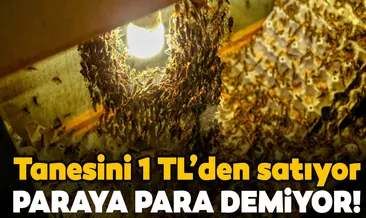 Tanesi yaklaşık 1 lira! Çekirgeleri dünyaya satıyor