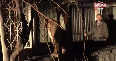 Kayseri’de pitbull evcil köpekleri parçalayacaktı | Video