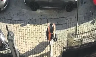 Hırsızı görünce kendini camdan attı