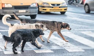 Sokak köpekleri emekli profesörü öldürdü