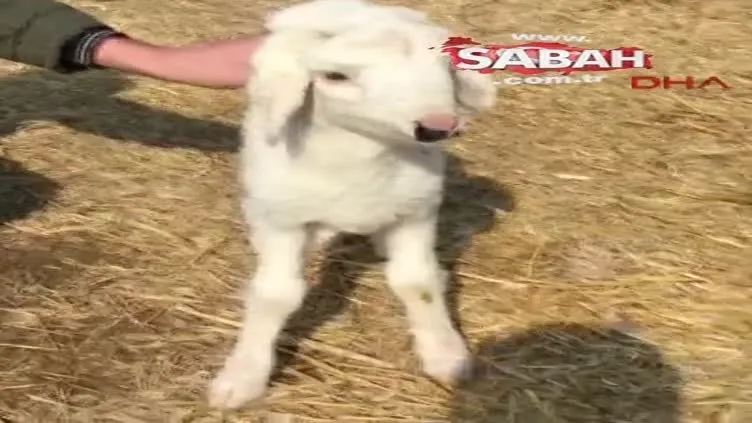 3 kulaklı kuzu şaşırttı