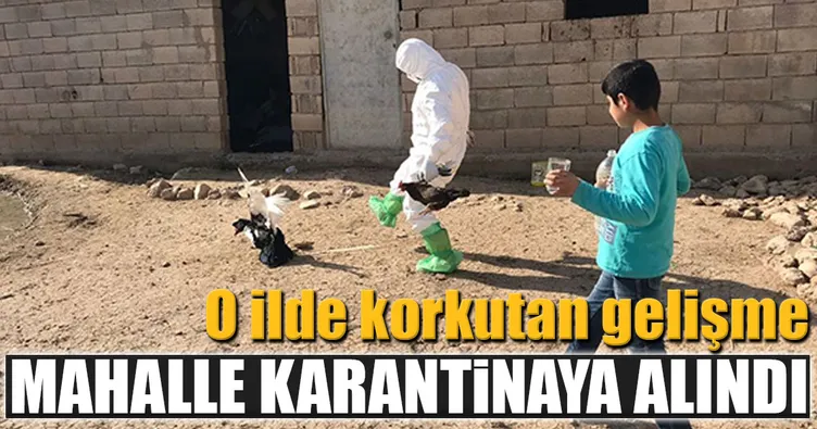 Mardin’de kuş gribi paniği