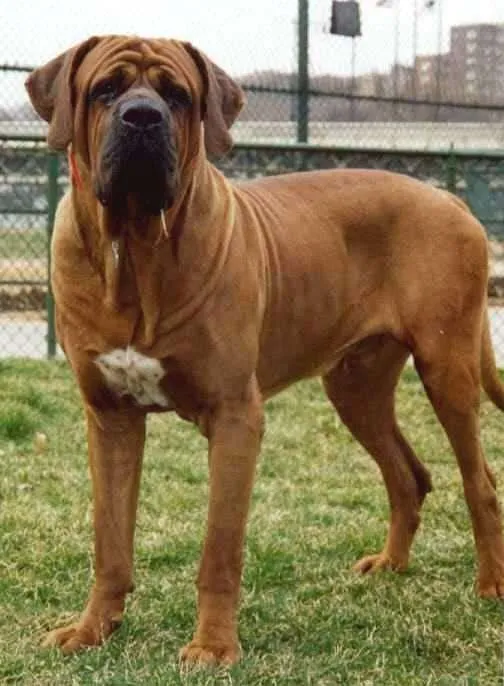Dünyanın en güçlü 15 köpeği Son Dakika Haberler