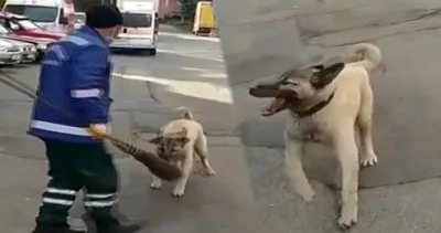SON DAKİKA: Rize’de temizlik işçisinin süpürgesini çalarak kaçan sokak köpeği kamerada! O bana zimmetli | Video