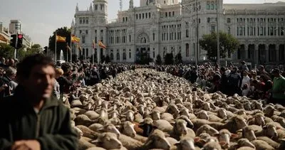 İspanya sokaklarında koyun geçidi