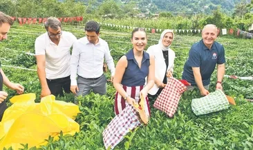 Önce çay topladı, sonra horon oynadı!