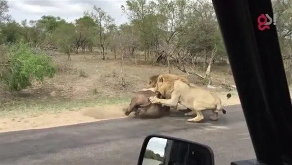 Safariye çıktılar! Gördükleri manzara karşısında hayatlarının şokunu yaşadılar