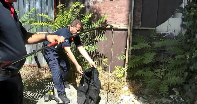 Yer Diyarbakır! Şaşkına çeviren olay: Yılan perdeden aşağı süzülünce panikledi