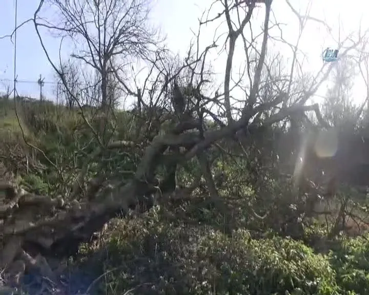 Kestiği ağacın altında kaldı