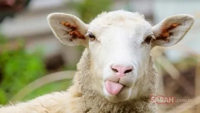 kurban bayrami mesajlari ile