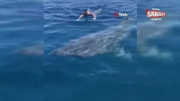 İspanya’da paralimpik yüzücü köpek balığıyla burun buruna geldi | Video