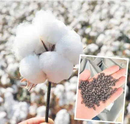 SON DAKİKA... Kimya şirketinde GDO skandalı: 12 yıla kadar hapsi isteniyor